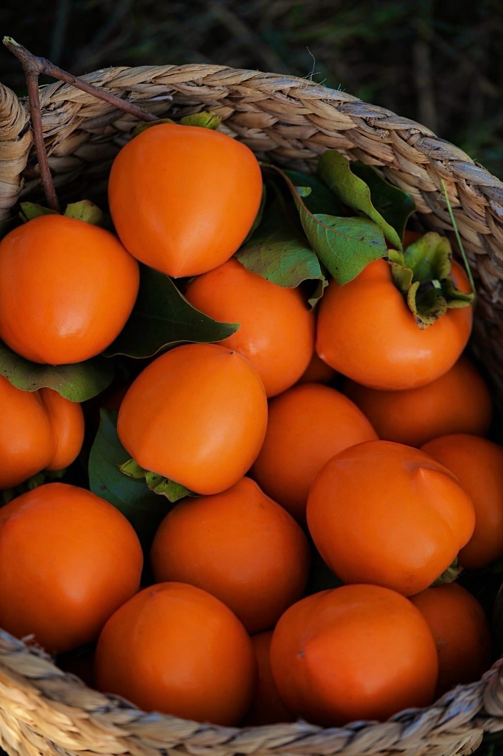 Fresh persimmon from Dila Trade orchards